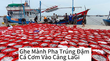 Đoàn Ghe Mành Pha Trúng Đậm Cá Cơm Vào Cửa Biển LaGi Xém  Bị Mắc Cạn