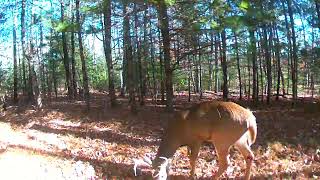 6 pointer buck