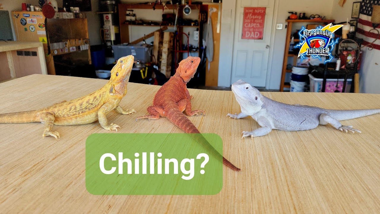 WHEN CAN BEARDED DRAGONS BE TOGETHER? YouTube