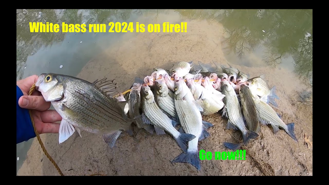 The white bass run of 2024 is on!! Call in to work and grab a rod! It won't  last! February 2024! 