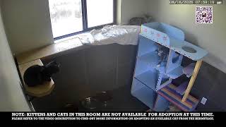Inside The Hermitage: 24/7 Live Kitten Transition Room