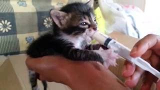 Feeding an abandoned kitten