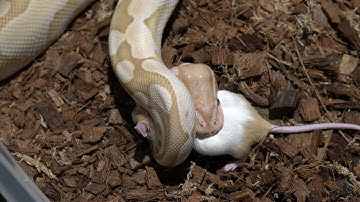 Python strikes and kills on fancy mice/***warning live feeding***