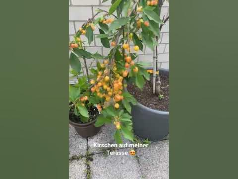 Kirschbaum im Kübel auf meiner Terasse YouTube