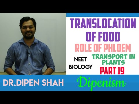 TRANSLOCATION OF FOOD | PHLOEM TRANSPORT | TRANSPORT IN PLANTS | Class 11 #Biology #NEET #Dipenism