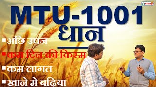 MTU-1001 धान |कम लागत |कम दिन की किस्म | ऐसे करें खेती |