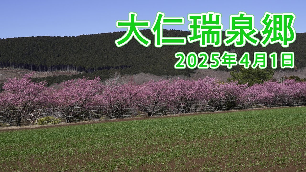 大仁瑞泉郷 2025年4月1日(令和7年4月1日 春の芸術祭 開式前配信映像)