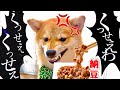 【初めての納豆の臭いにブチギレる柴犬】くっせぇわで表現(#にゃんてわんだふる)Shib inu Dog Angry at Smelly Food Natto