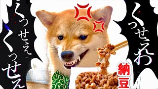 【初めての納豆の臭いにブチギレる柴犬】 くっせぇわで表現 Shib inu Dog Angry at Smelly Food Natto