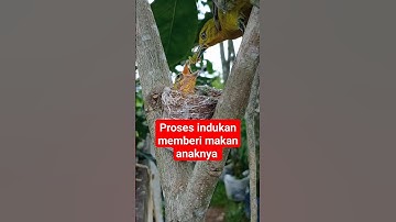 indukan sirtu meloloh anakannya #videoshort #birds #birdslover
