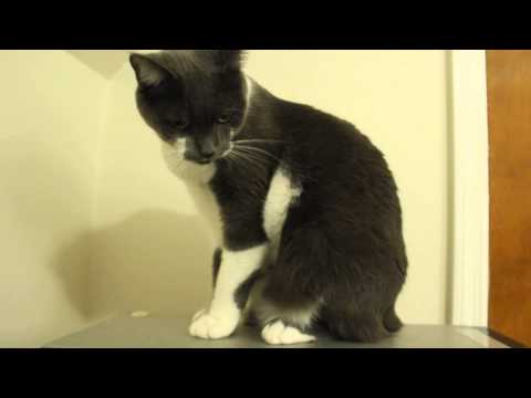 Comment Ennuyer votre chat