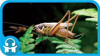 WHITE NOISE | Nature Sounds | Crickets