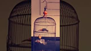 burung rio rio nembak panjang,rio rio teler.rio rio gacor.rio rio masteran