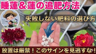 【花数アップ】睡蓮と蓮の追肥タイミングを徹底解説！肥料選びから埋め方まで詳しく解説！メダカ睡蓮ビオトープ