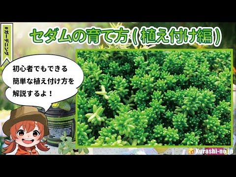 多肉植物 セダムを育てる前に知っておきたい４つのポイントをご紹介 暮らし の