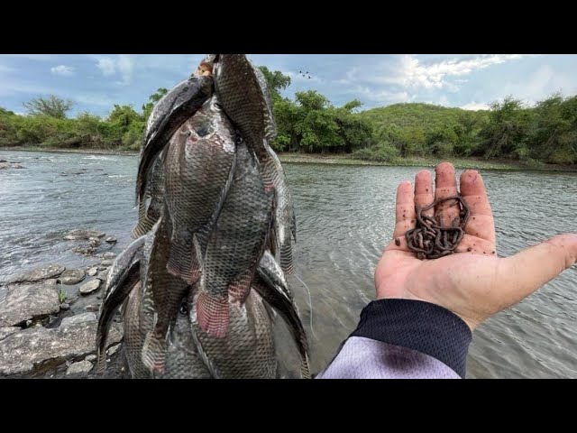 La MEJOR CARNADA para Pescar TILAPIAS 