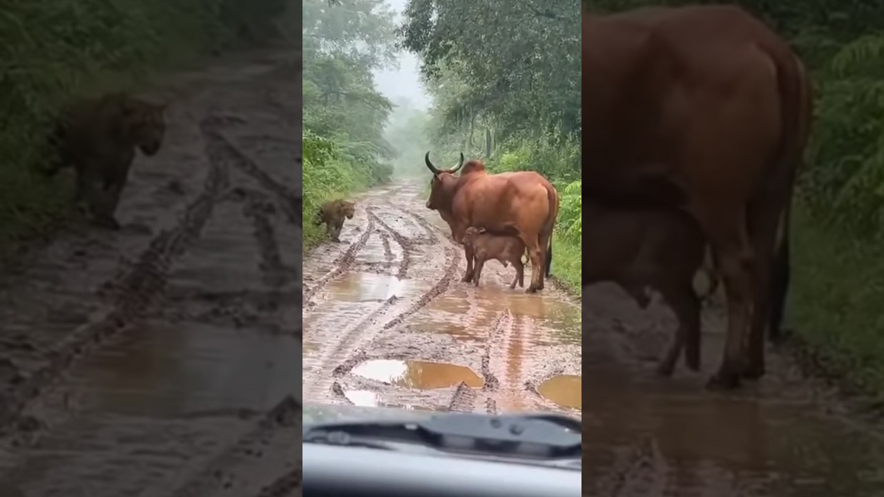 When a Leopard Meets a Protective Mother Cow – A Rainy Jungle Face-Off (AI-Generated Scene)