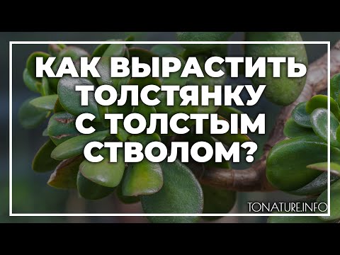 Как вырастить толстянку с толстым стволом? | toNature.Info