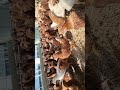 #chicken #계란 #귀농 #유정란#자연양계#가자팜스#영양군#건강#닭