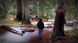 Roosevelt Grove Ancient Cedars Roosevelt Grove Ancient Cedars