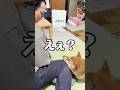 甘えん坊なんだから🩵　#柴犬 #shorts