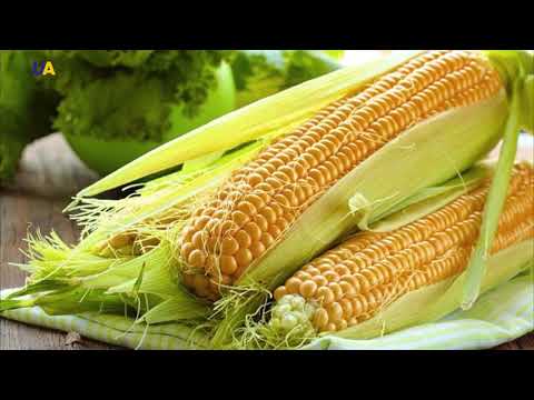 فيديو: ردة الذرة الزرقاء - الزراعة والخصائص الطبية