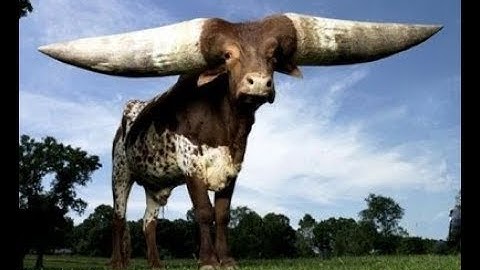 Divine Command Theory & Euthyphro