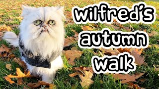 Wilfred enjoying his autumn walk!