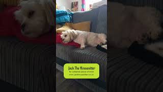 Teddy And Sox On The Sofa