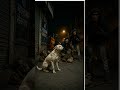 Kindness and compassion are never wasted#shorts#moralstory#lifelessons#dogshorts