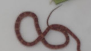 Brooklyn man awoke to find snake in bathtub