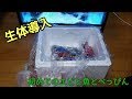 【海水水槽】生体導入！初めてのエビとキレイなお魚