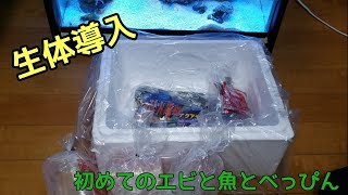 【海水水槽】生体導入！初めてのエビとキレイなお魚