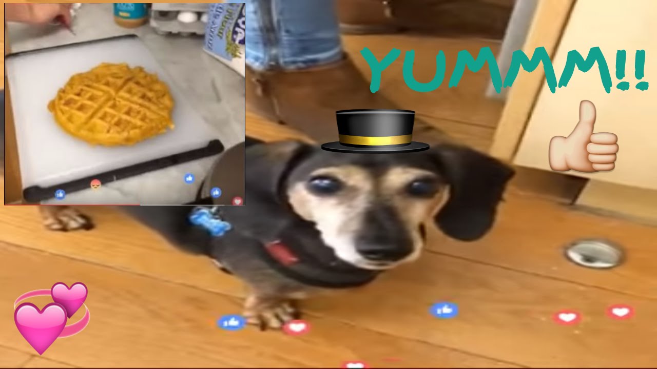 Amazing Dogs Enjoy Pupfriendly Waffles YouTube