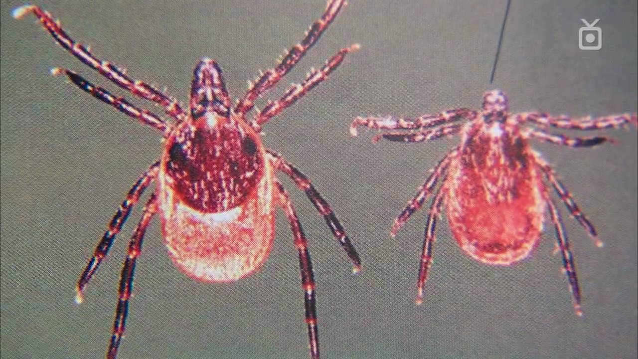 Таежные клещи какого пола питаются кровью человека. Клещи Ixodes Ricinus. Клещ Ixodes Таежный. Клещ Ixodes Ricinus. Собачий клещ Ixodes Ricinus.