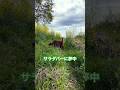 サラダバーに夢中な大型犬アイリッシュセター # #irishsetter #shorts #テラ #犬のサラダバー #japan