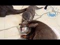 Baby Otters Have Two Wrestling Teachers.