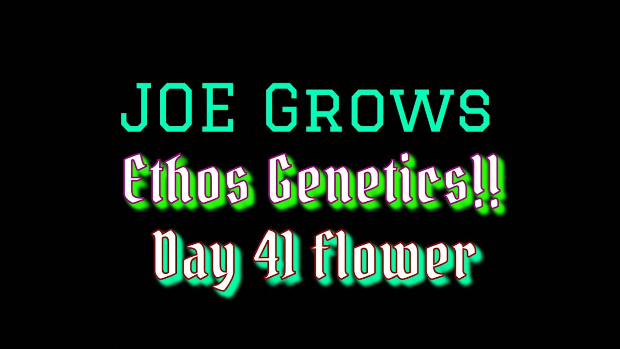 Ethos Genetics. Member Berry Rbx!!    day 41
