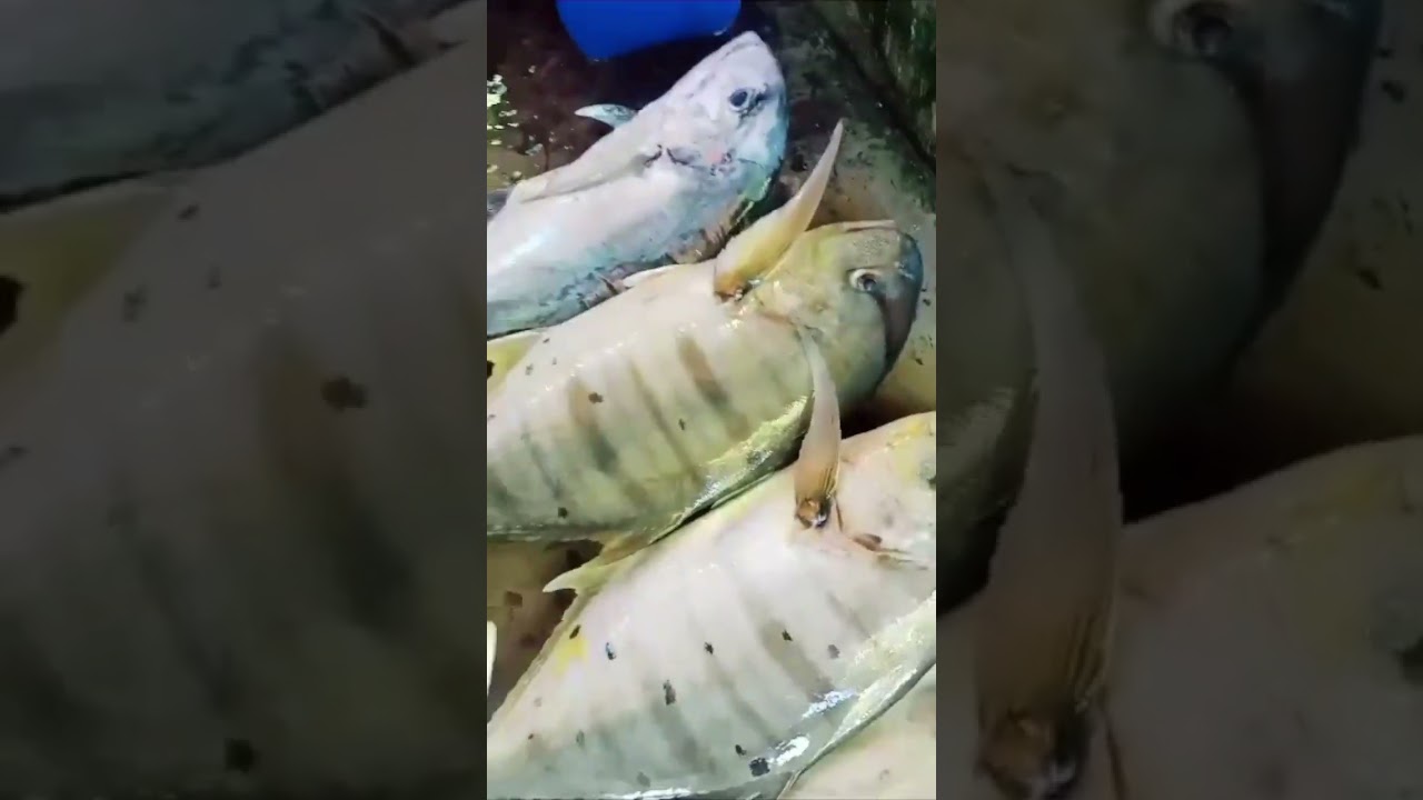 panen ikan GT  di perairan dangkal