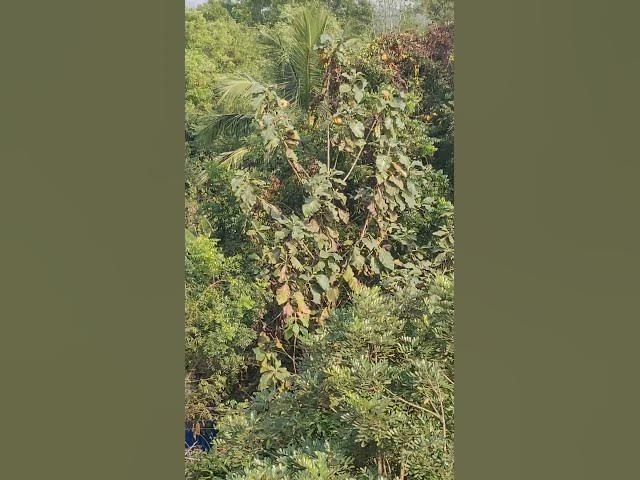 NEW HINDI REMIX#youtube #shorts #video #hindi #song#remix