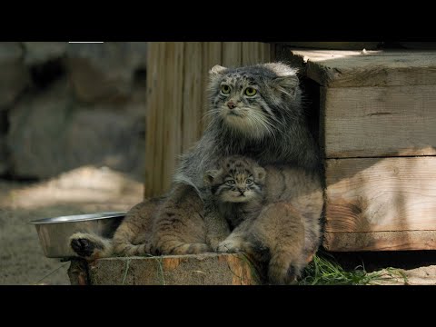 Video: Pet Scoop: Russian Library Hires Stray Cat, Trio van vrouwelijke leeuwenwelpen Geboren in de dierentuin van Oregon