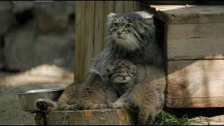 Six Pallas's cat kittens born at the Novosibirsk zoo! by Manulization (Pallas's Cats) 3,535,926 views 1 year ago 1 minute, 43 seconds