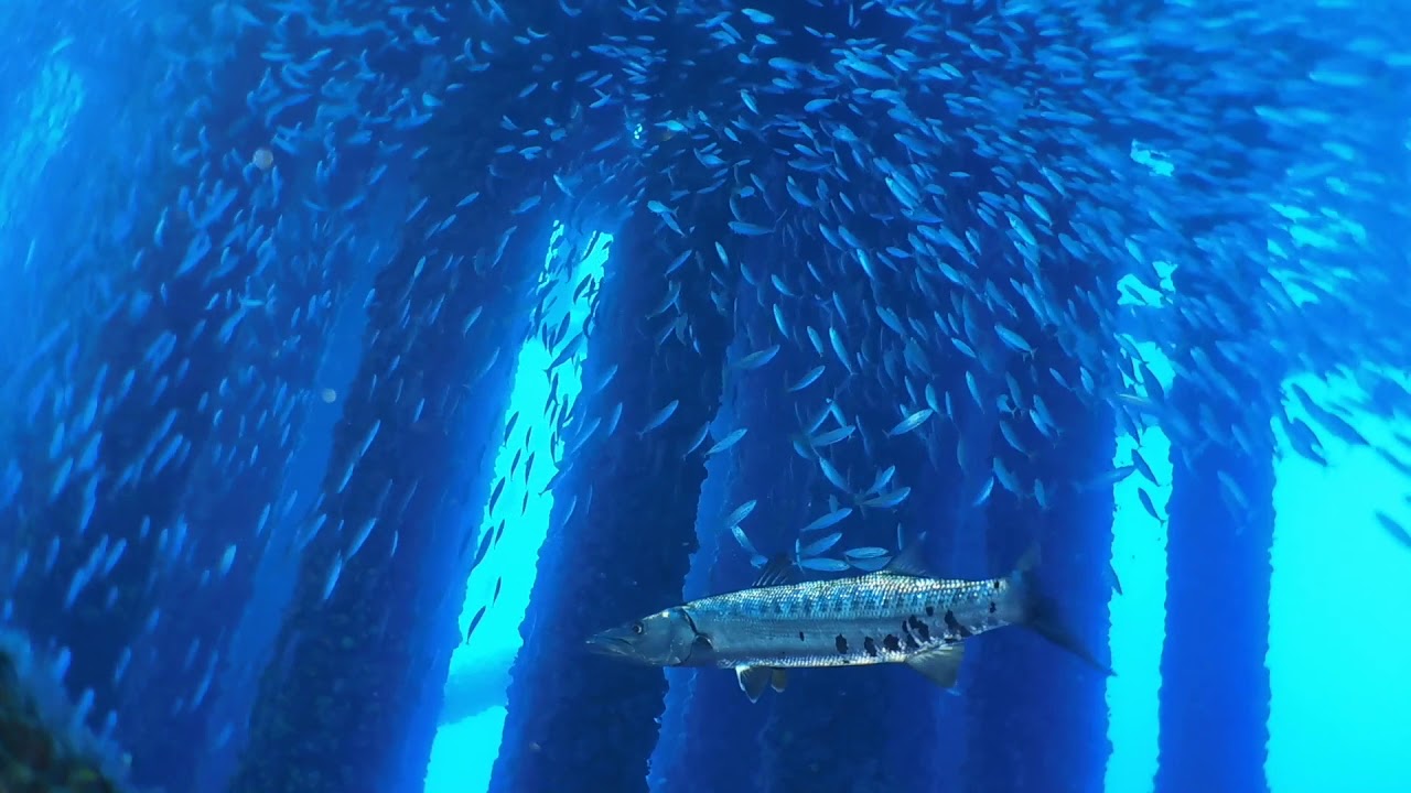 Flower Garden Banks National Marine Sanctuary Dive YouTube