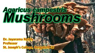 Mushroom, Agaricus campestris by Dr. Jayarama Reddy