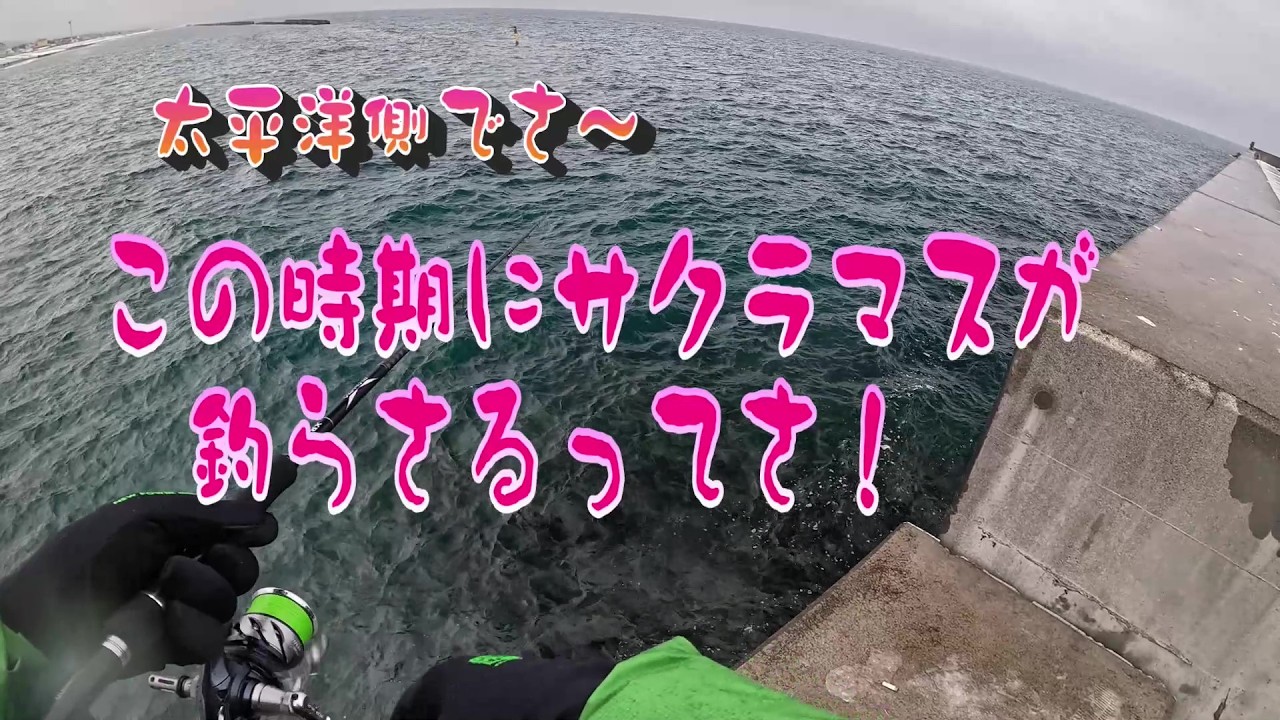 太平洋側でサクラマスがつらさるってさ！