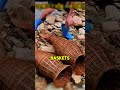 He discovered an INCREDIBLE way to catch tons of fish using only baskets