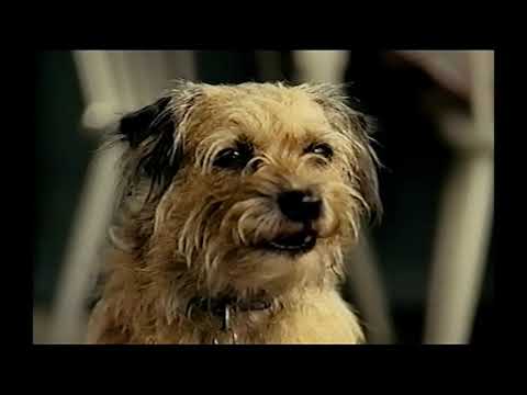 Daz Dogs - Indian cooking