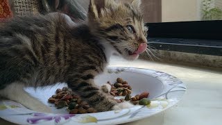 Rescue Orphan Kitten Not Leaving His Plate Of Food He Wants To Eat All After Spending Starving Life