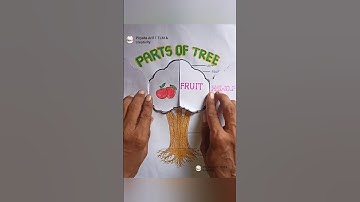 parts of tree | parts of plant #kids #partoftree #treedrawing #craft #diy #shorts #viral