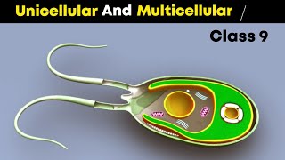 Unicellular and multicellular organisms |⚡3d animation | Class 9, Chemistry |
